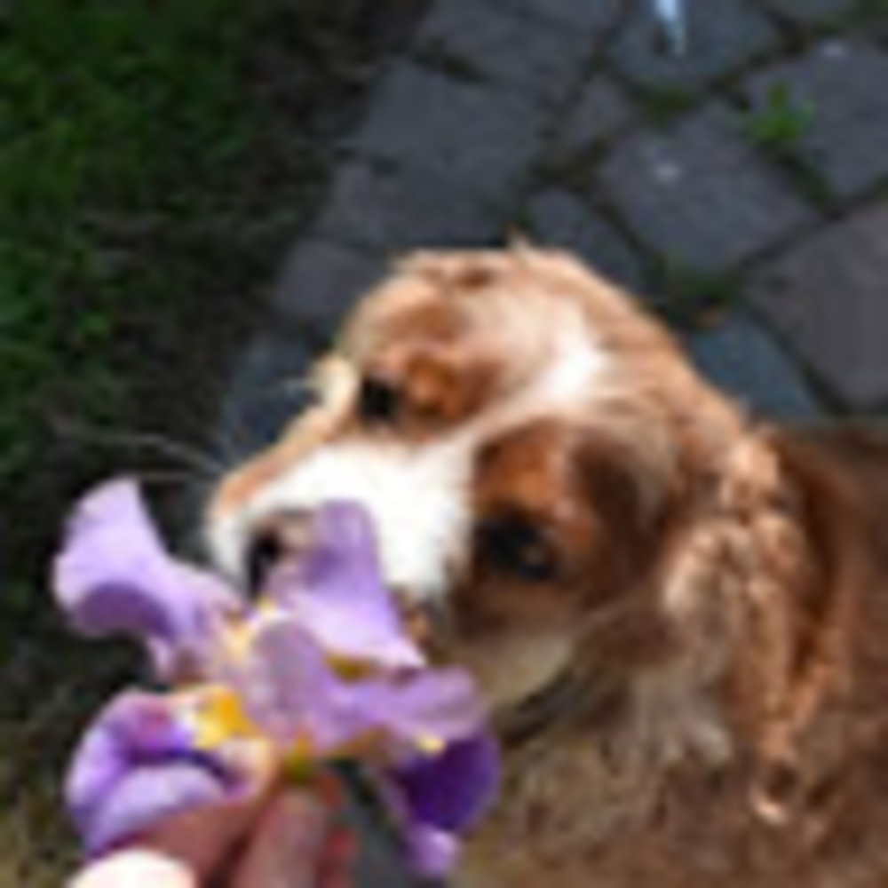 Meet your Posher, Juliet